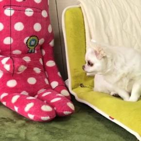犬に『ぬいぐるみが突然動くドッキリ』を仕掛けてみた結果…想像以上のリアクションが13万再生「可愛いｗｗ」「動かし方原始的で草」と爆笑