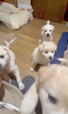 よじ登る