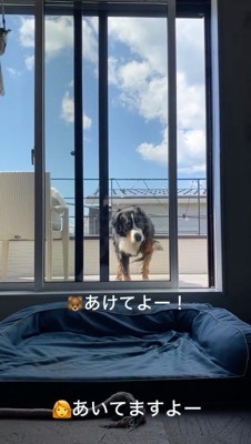 前足で窓のガラスを引っ掻く犬