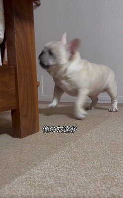 焦るはちくん
