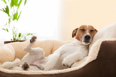 片足を挙げて寝ている犬