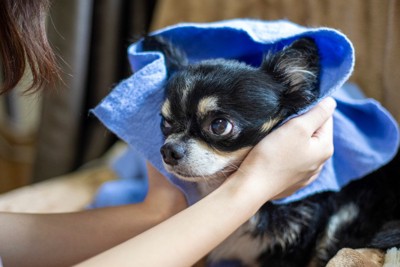 きれいに拭いてもらう犬