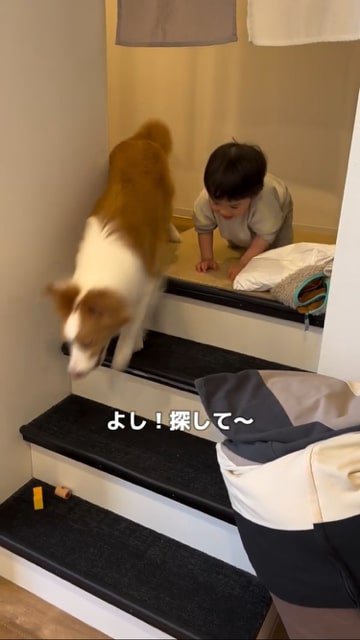 階段を降りる犬と赤ちゃん