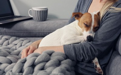 リラックスする犬