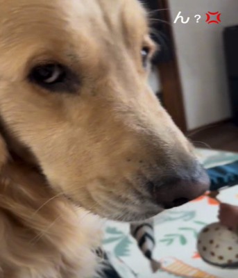 睨む犬2