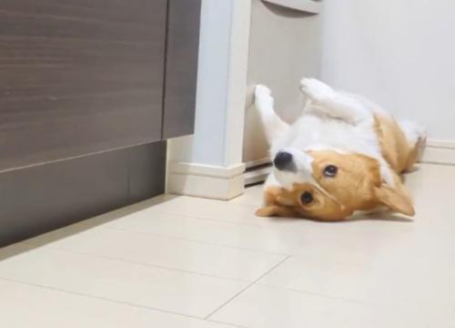 冷蔵庫