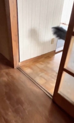 尻尾フリフリ