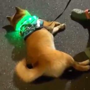 夜、お散歩していたら犬がパタンと倒れてしまい…思った以上の『全力な帰宅拒否』と結末が79万再生「突然のバッテリー切れｗ」「子供と同じ」