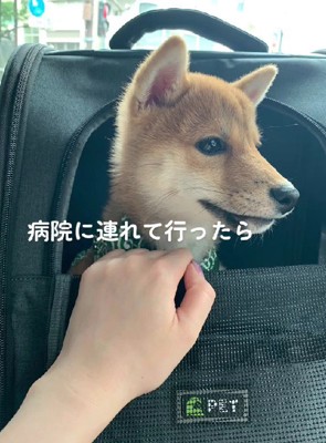 動物病院に連れていくことに