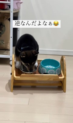 水を飲む猪之助くん3
