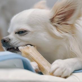犬用『歯磨きガム』の正しい与え方とは　選び方のコツや注意すべきポイントをご紹介