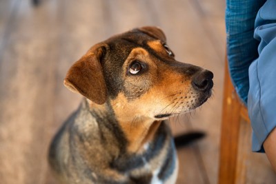悲しげな顔の犬