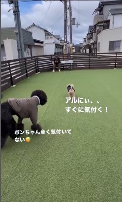 ボンドくん＆アルくんとお父さんの再会3