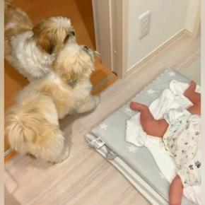 赤ちゃんがいきなり号泣→2匹の小型犬が一緒になって…尊すぎる光景に「オドオドしてて可愛い」「なんて微笑ましい光景」と11万再生