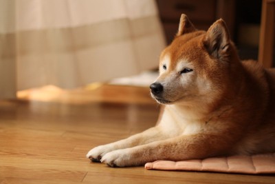 ウトウトする柴犬