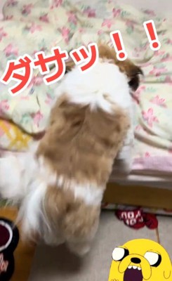 ジャンプする太郎くん