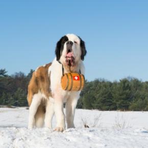 スイス原産の犬種5選!それぞれの特徴やペット先進国の犬事情まで解説