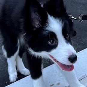散歩デビューをした子犬→数日後に…想定よりも早い『まさかの成長』を見せる光景が130万表示「まだ2周いける面構えw」「さすが賢い」と絶賛