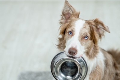 お皿をくわえる犬