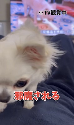『犬ハラスメント』の被害報告をする夫婦→困っているかと思いきや…むしろ羨ましい光景が90万再生「許す」「私もチワハラされたいｗ」と悶絶
