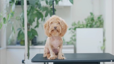 もじゃもじゃだっだのに…