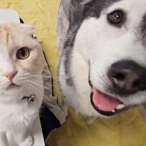 暖かくなったのでこたつを片付けようとしたら、大型犬と猫が文句を言いに来て…まさかの抗議と可愛い結末が5万再生「満員御礼w」「ムリだよね」