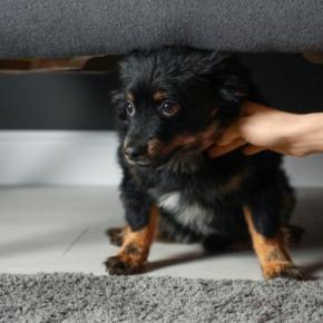 犬がいる部屋で鳴らしちゃダメな『音』5選 トラウマを抱えてしまうことも…飼い主がすべき配慮まで
