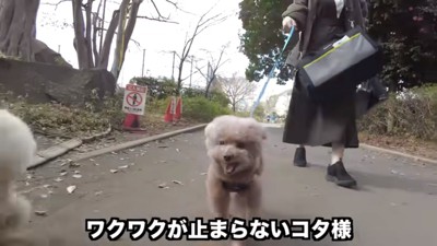 楽しそうに歩く虎太郎くん