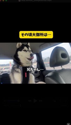車に乗って動物病院へやってきたハスキー犬