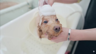 シャンプーでうっとり