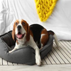 犬に『絶対NGな寝床』5選 病気やトラブルを引き起こす危険な状態とは?