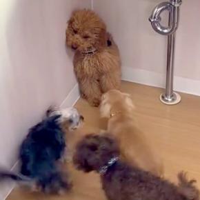 他の犬に馴染めず、友達ができなかった子犬→トレーニングをした結果…嘘のような『現在の光景』が77万再生「愛おしくて泣ける」「素晴らしい」