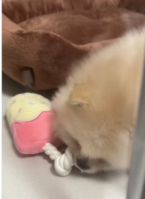 おもちゃを咥える子犬