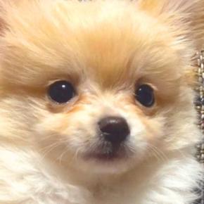 『ポメプーの赤ちゃんを飼った』と思っていたら…予想と違いすぎる『別の犬種になった光景』が44万再生「吹いたw」「なぜこうなった」と爆笑