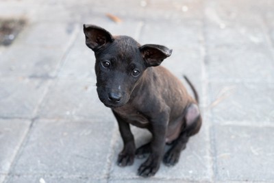 路頭に迷った子犬