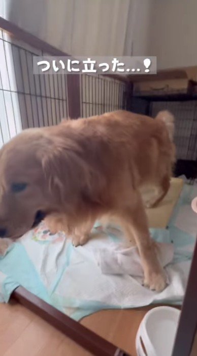 癌で余命１ヶ月宣告…医者から『もう歩けない』と言われた大型犬→涙腺崩壊する『まさかの光景』が93万再生「どんな映画よりも感動」と反響