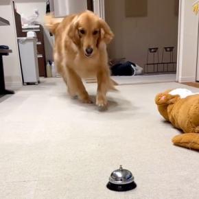 『パパ!見ててね!』大型犬がはりきってベルを押そうとした結果…思っていたのと違う『想定外の展開』が11万再生「絶妙すぎ」「可愛いw」
