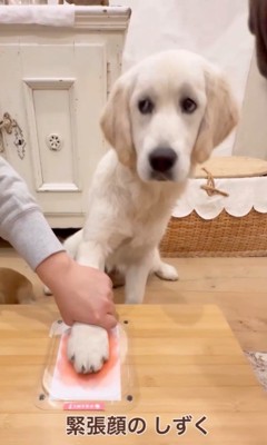 3匹のワンコたちの肉球スタンプ作り7