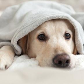 犬に精神的苦痛を与える『最悪な行動』5選 愛犬が恐怖心やトラウマを抱える絶対NG行為とは