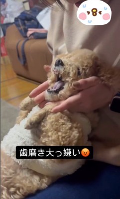 歯磨き嫌いのテンちゃんVSお母さん5