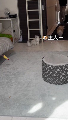 犬と猫のお留守番を隠し撮りした結果→予想外だった様子と『尊すぎるお出迎え』が29万再生「楽しそうなお留守番ｗ」「最高のコンビ」と反響