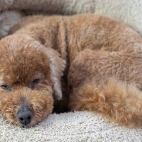 犬が『拗ねてしまう』4つの原因 愛犬がいじける心理から飼い主ができる対処法まで