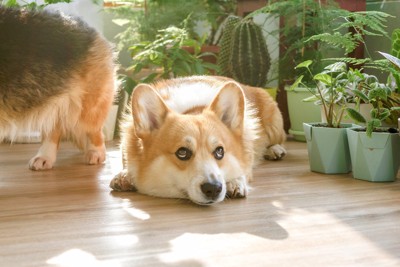 コーギー、観葉植物