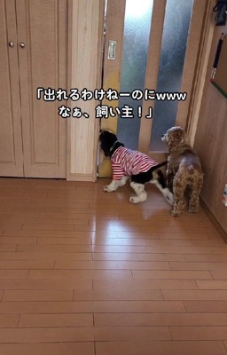 外に出たい友達犬