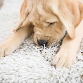 犬が『カーペットを執拗に舐める』理由4選 しつこく舐め続ける心理や対処法まで