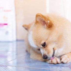 犬の飼い主がしやすい『4つの勘違い』 誤った認識が愛犬を苦しめてしまうかも…