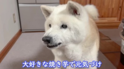 おいもで元気づけ！