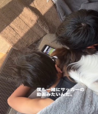 動画を見る犬1