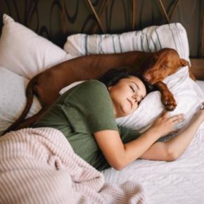 犬が飼い主と一緒に寝なくなる心理5選 嫌われてるから…?寝床を共にするための改善点まで