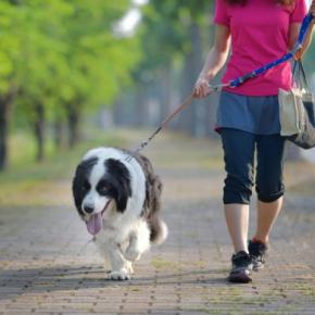 犬の『リード』正しい使い方とは?愛犬を危険に晒している可能性も…事故を防ぐために意識すべきことまで